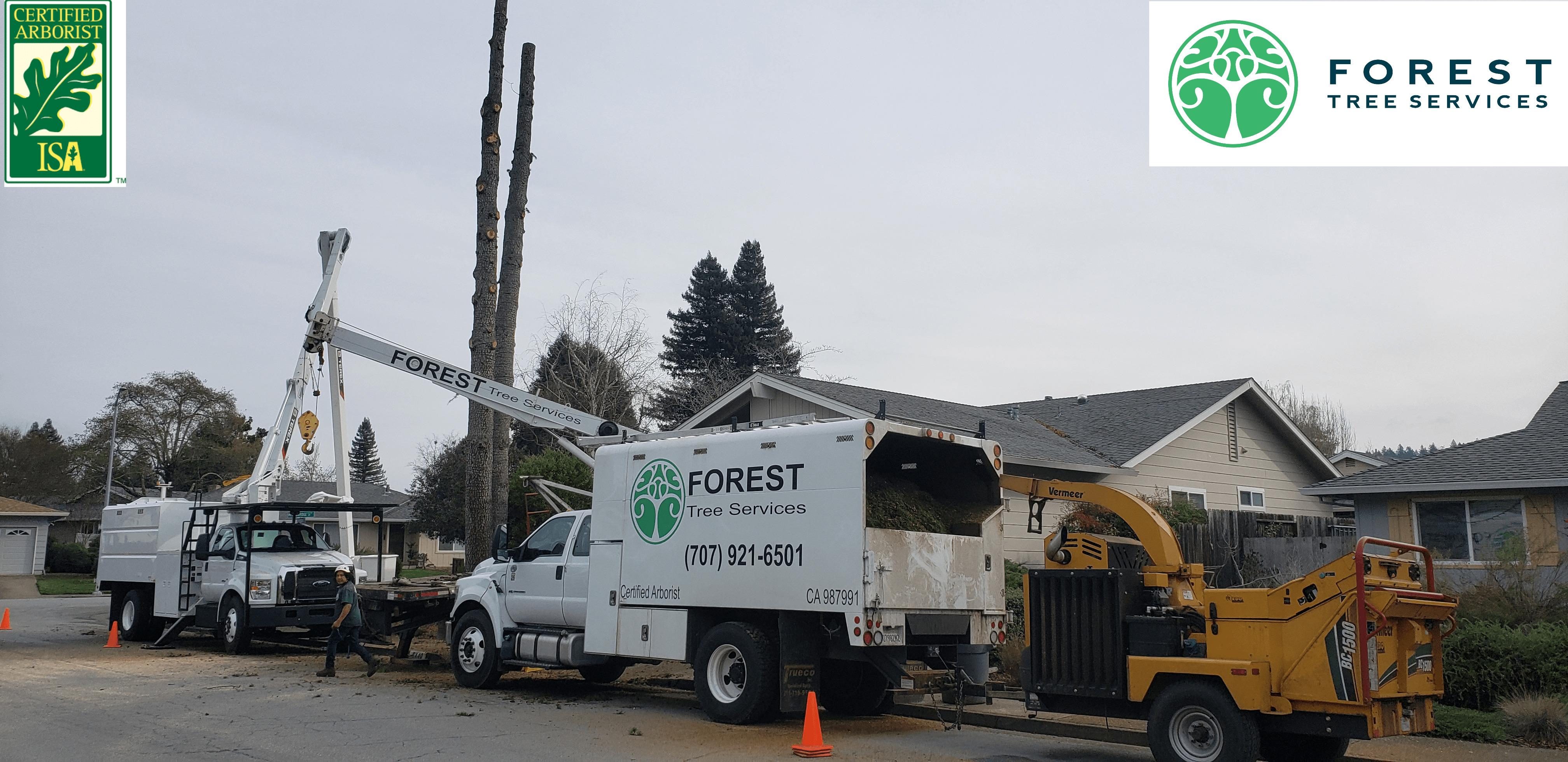 Forest Tree Services Santa Rosa CA See Our Work!