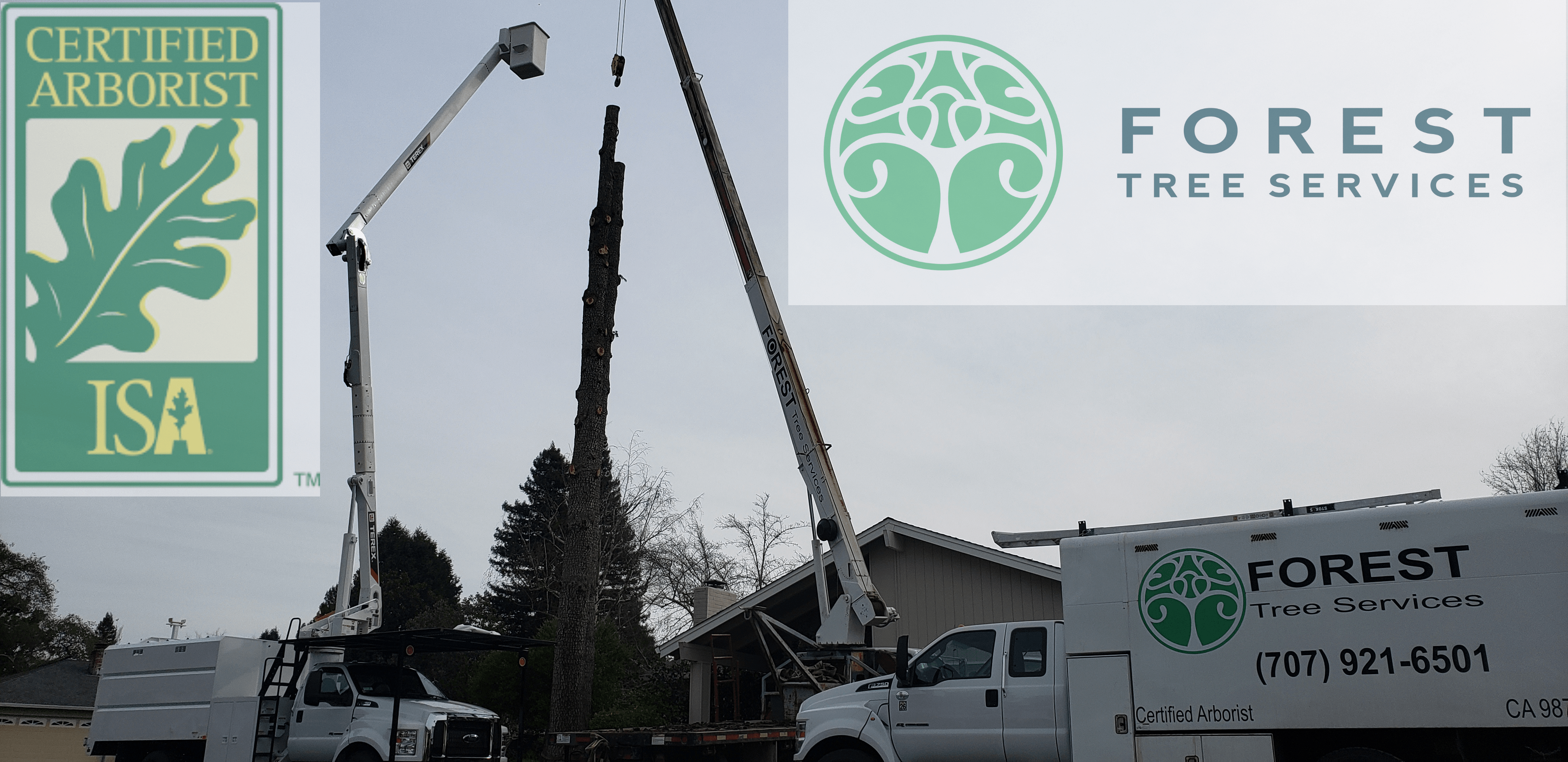Forest Tree Services Santa Rosa CA See Our Work!