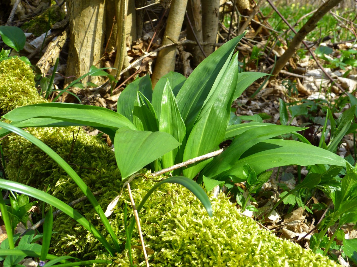 Stage (intensif) plantes sauvages comestibles La Forêt