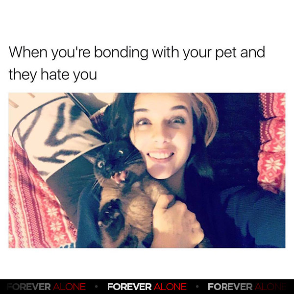 Your Pet Hates You Forever Alone Forever Alone
