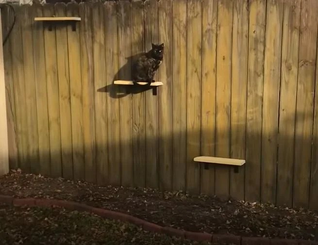 How To Turn A Shed Into A House For Stray Cats? Forever Architect