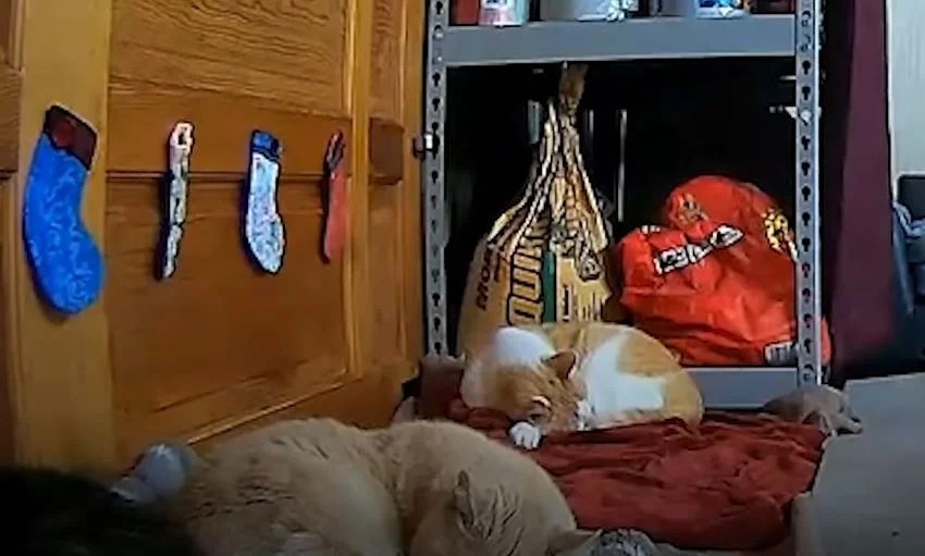 How To Turn A Shed Into A House For Stray Cats? Forever Architect