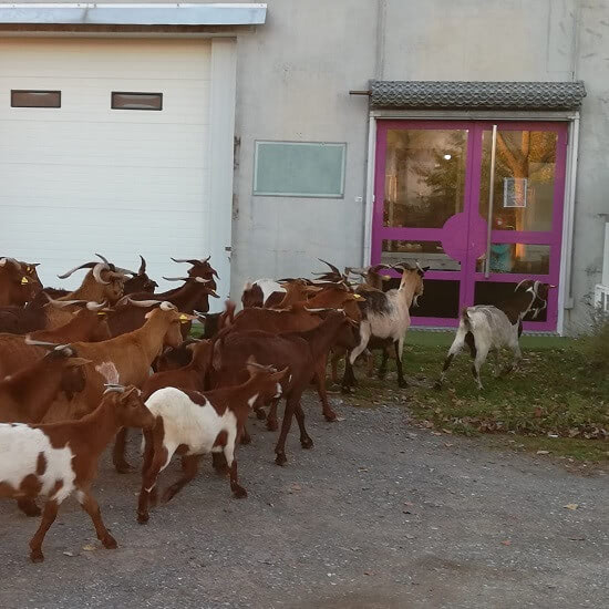 Behind the Cheese Leonora & Leonora a Fuego