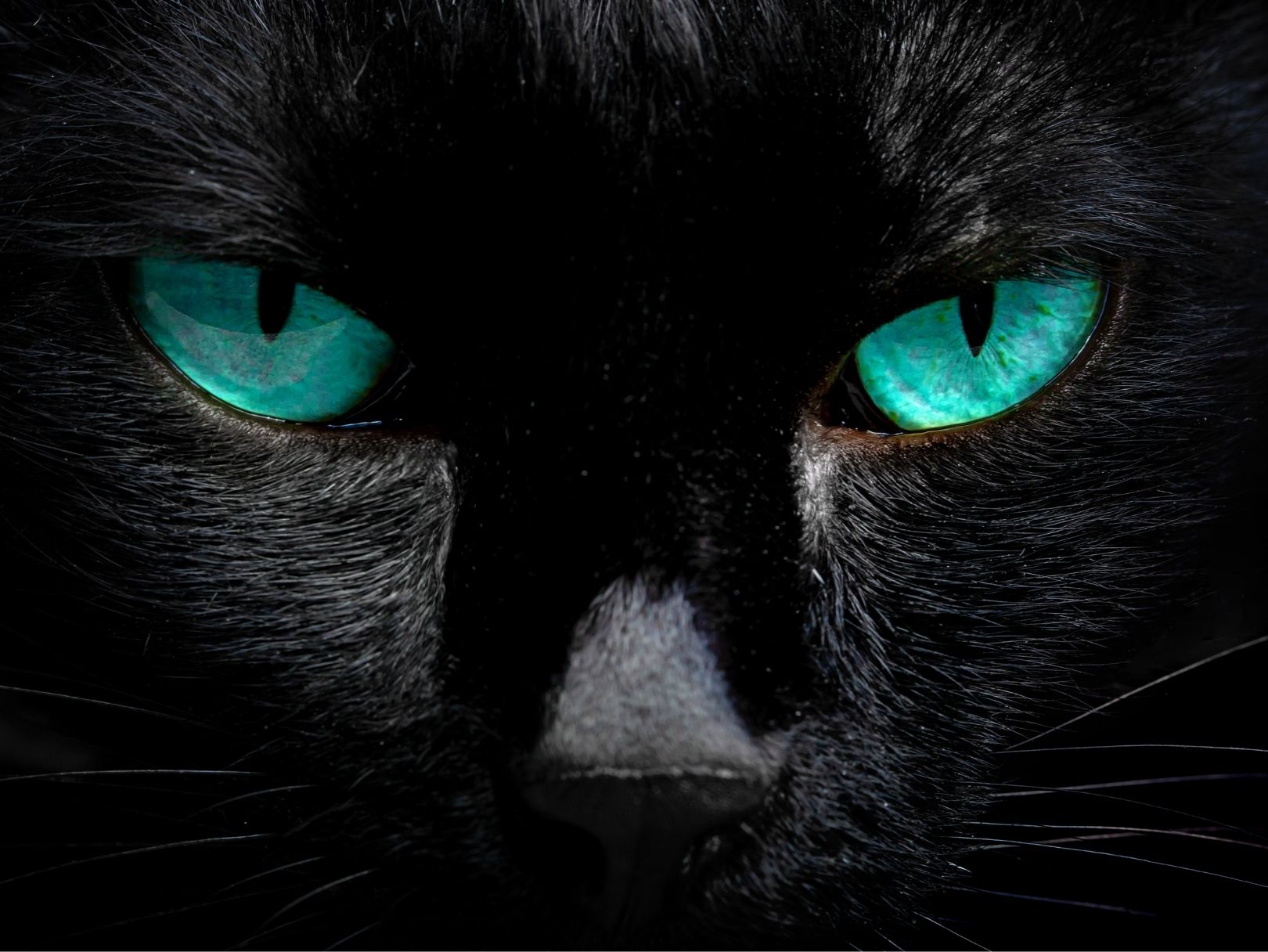 The Spiritual Power of Cats Forever Conscious