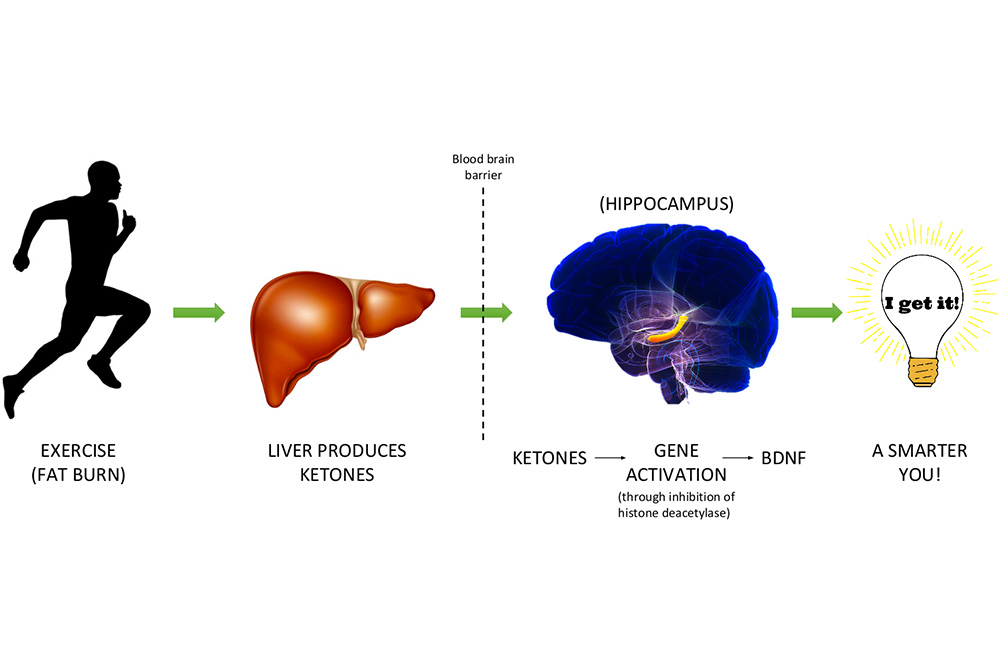 FatBurning Exercise May Be The Key To Make Us Smarter » ForeverFitScience