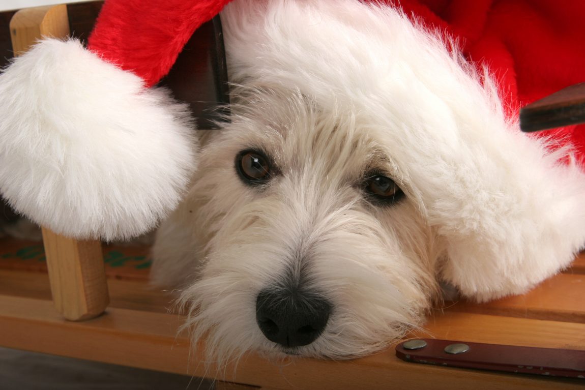A Veterinarian's Tips On Keeping Your Pets Safe During The Holidays!