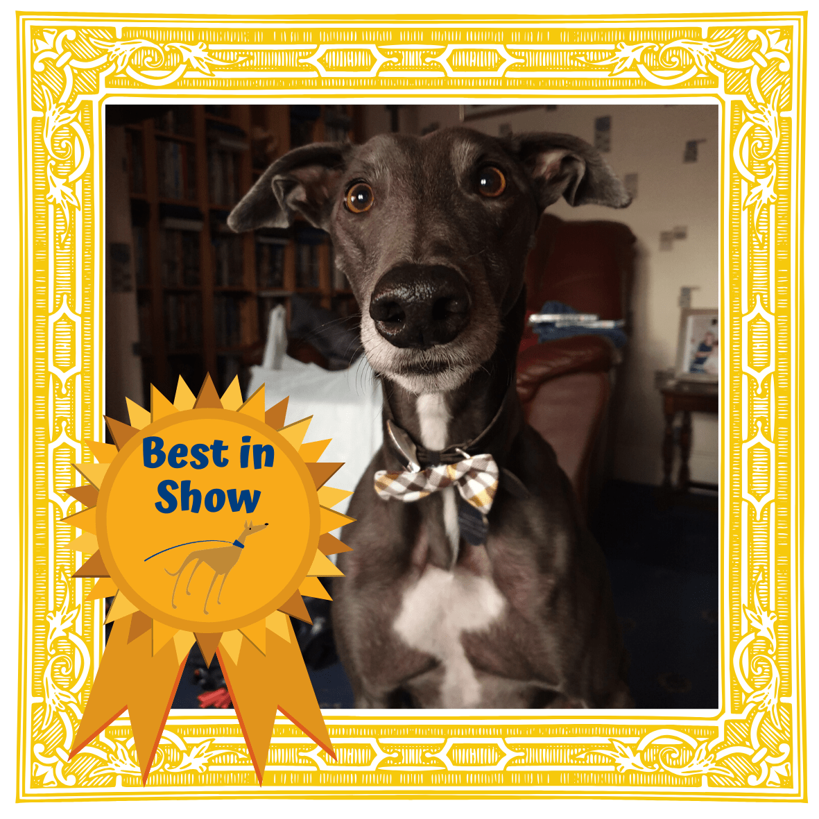 Virtual Dog Show the results are in! Forever Hounds Trust