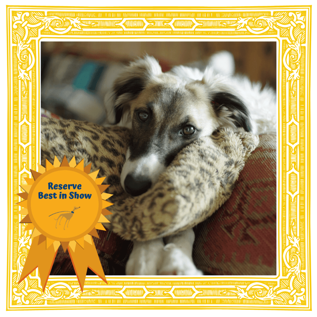 Virtual Dog Show the results are in! Forever Hounds Trust