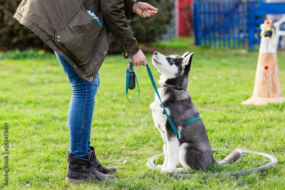 Learn How to Train a Dog Dog Training Guides Forever Husky