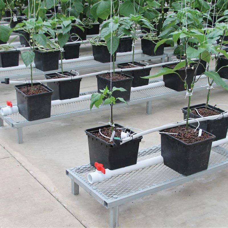 ถังปลูกพืชสมุนไพร (Dutch Bucket) ปลูกกัญชง กัญชา ในระบบปิด forfarm.co