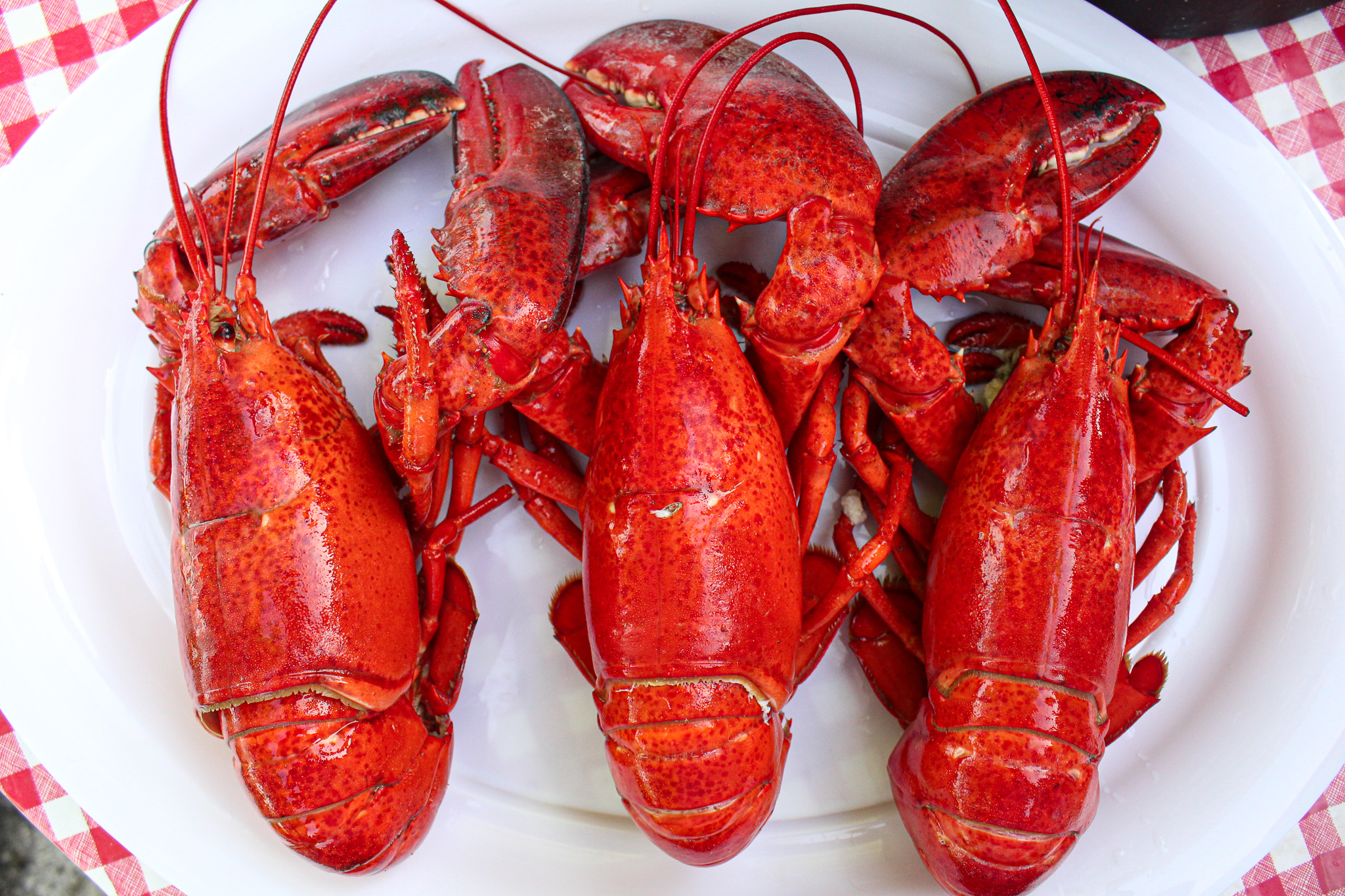 HOW TO HOST YOUR OWN LOBSTER FEST For Fisk Sake