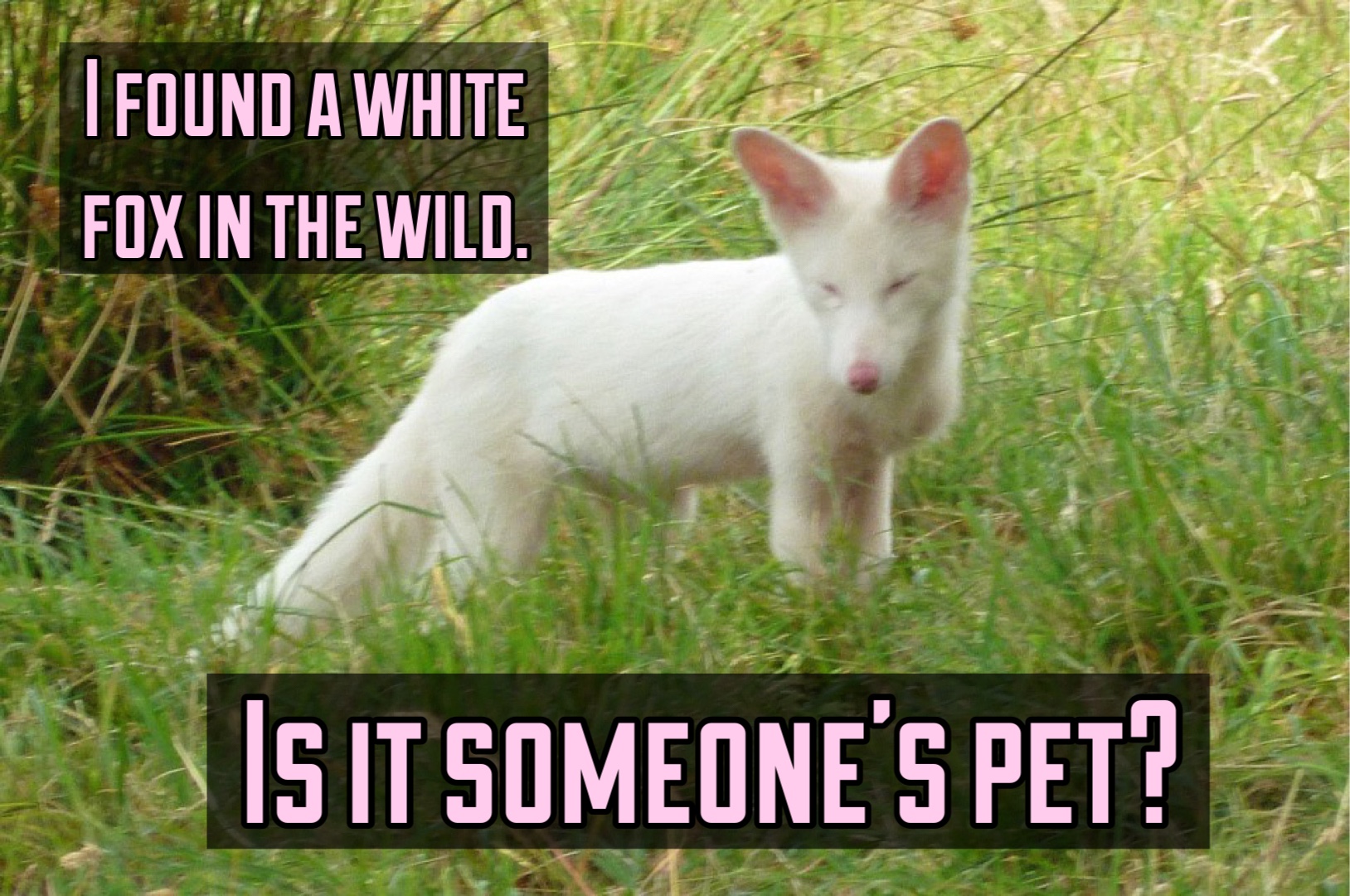 I Found a White Fox. Is it a Pet? For Fox Sake Wildlife Rescue