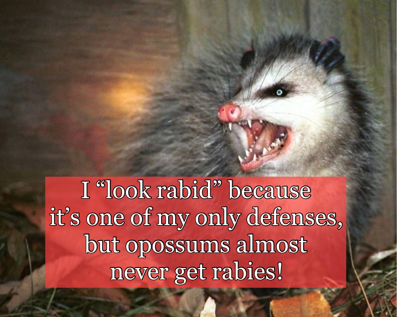 Possum With Rabies