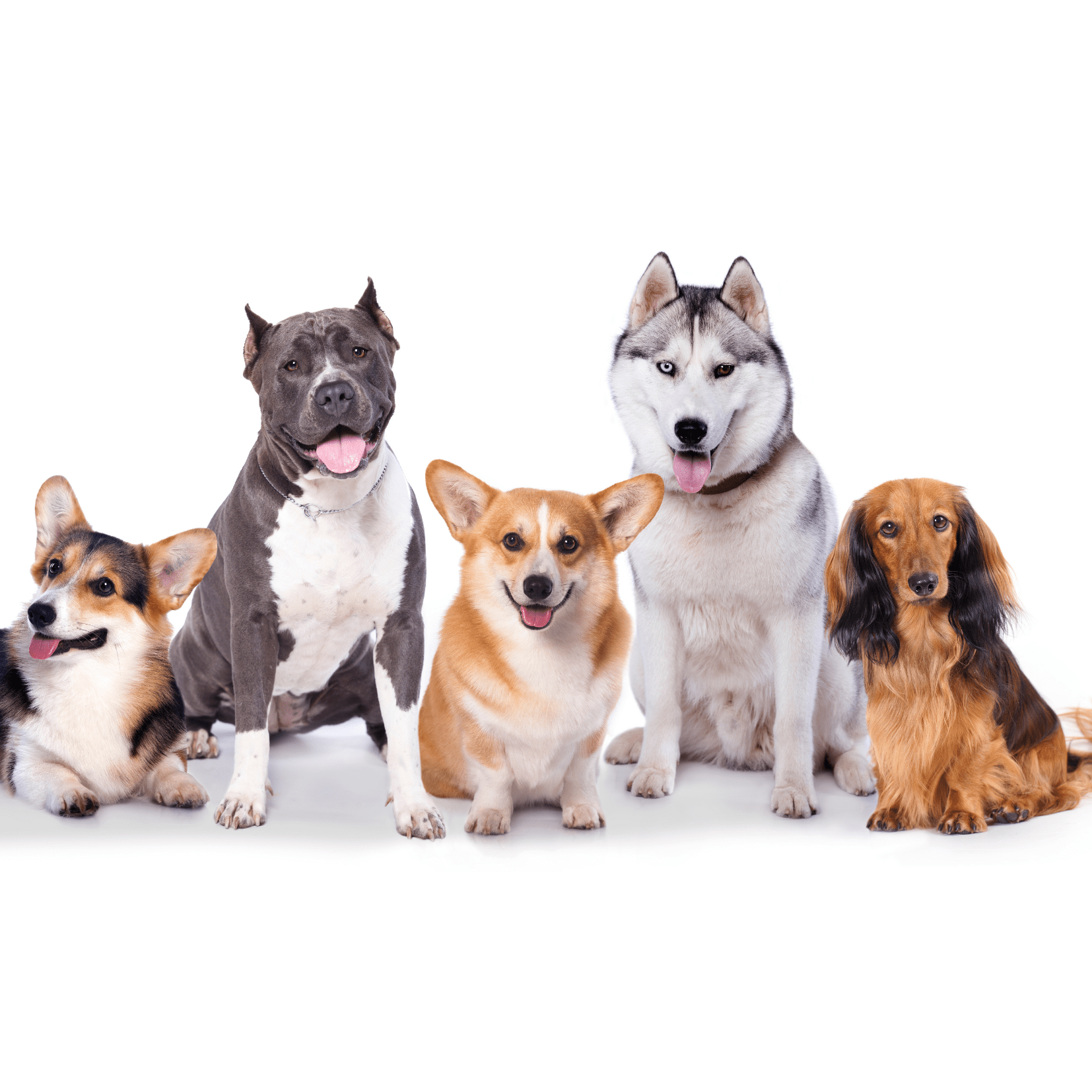 Hill’s Pet Nutrition Invests 17.5 Million and Plans to Create 64 Jobs at Richmond Plant