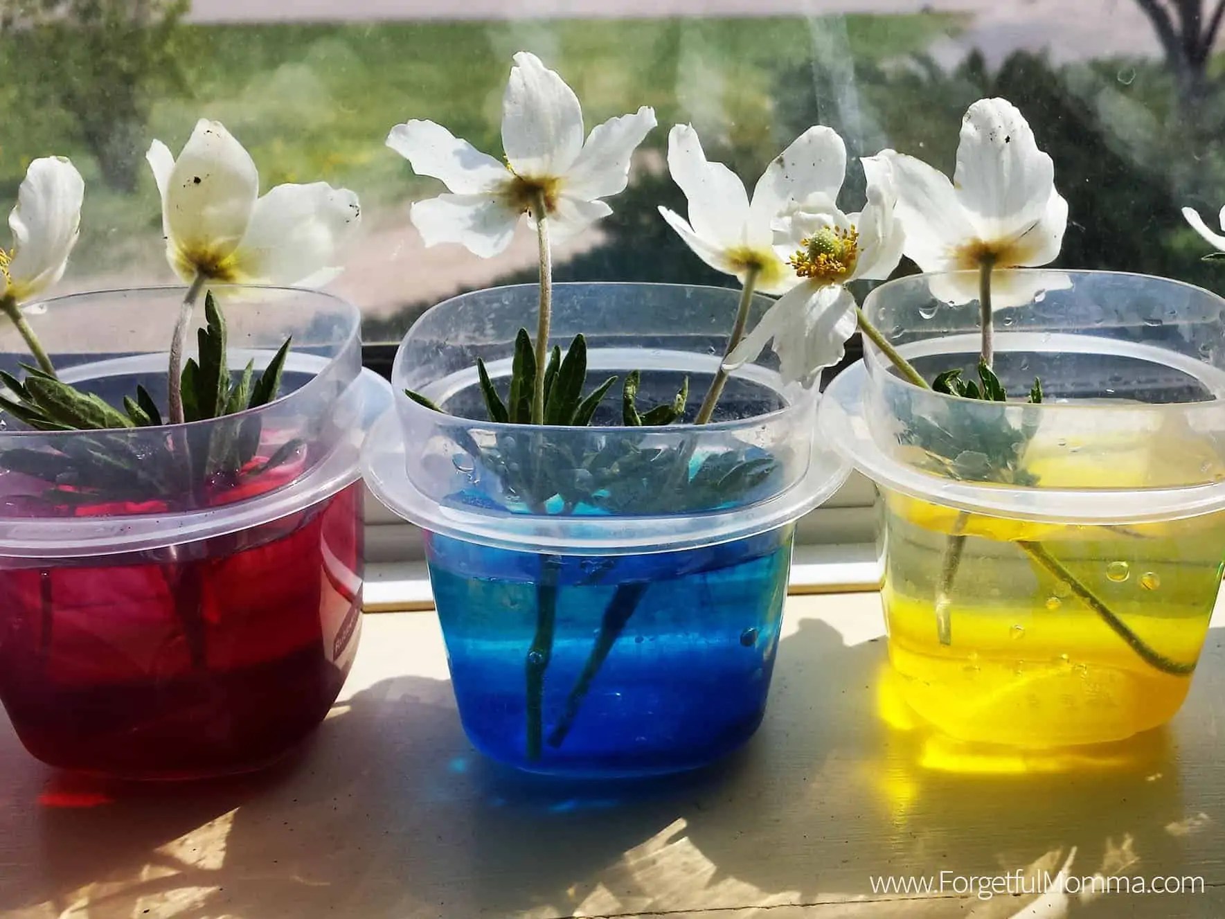 Color Changing Flowers Momma