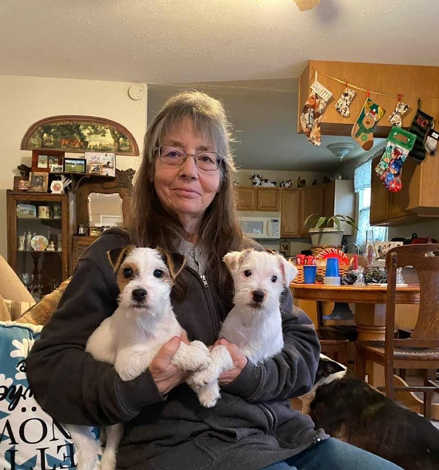 Me Not Jack Russell Terriers