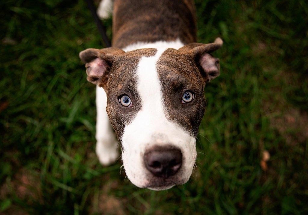 Pupparazzi Me Not Animal Rescue