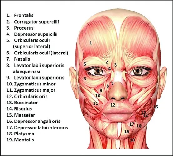Major Face and Neck Muscles Faces
