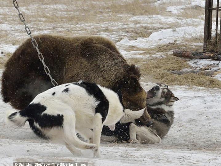 BEAR BAITING