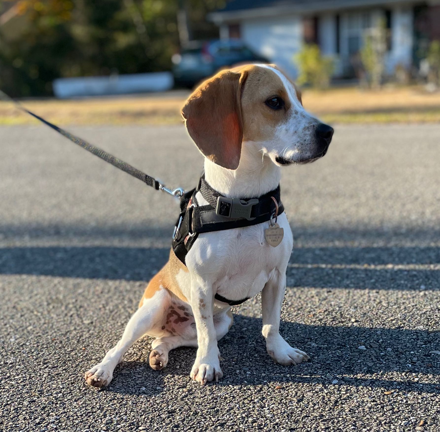 Crawfordville Veterinary Photo Gallery Coast Animal Hospital