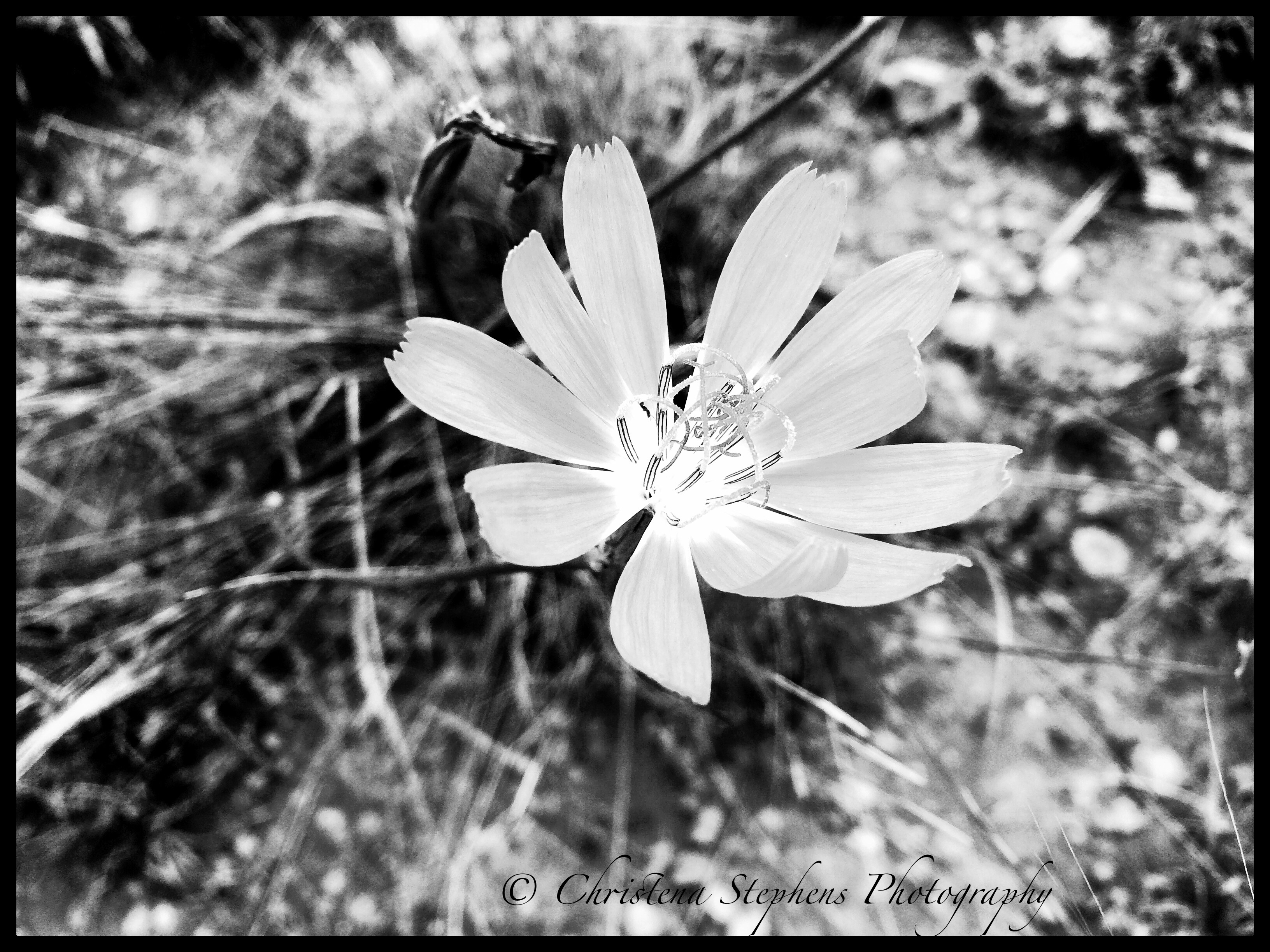 Skeleton Flower in Black and White Winds