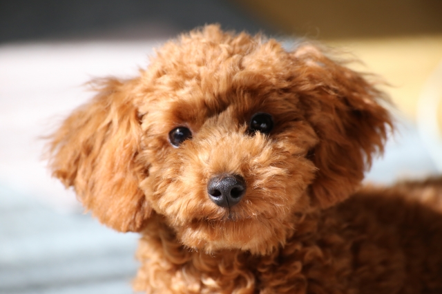 【2019年版】犬の人気ランキング