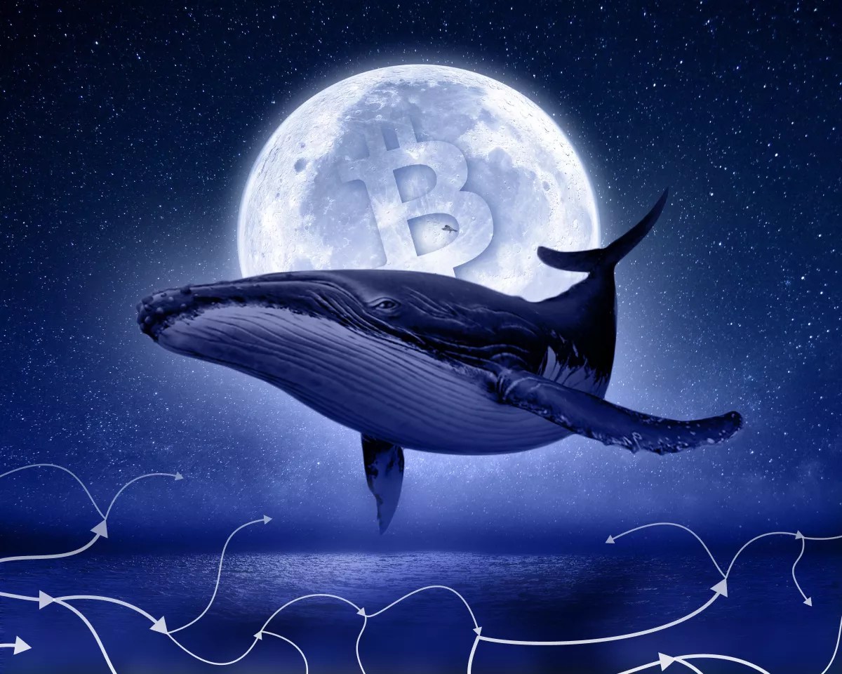 Changement historique : les « nouvelles » baleines ont pris le contrôle du marché du Bitcoin pour la première fois Changement historique : les « nouvelles » baleines ont pris le contrôle du marché du Bitcoin pour la première fois