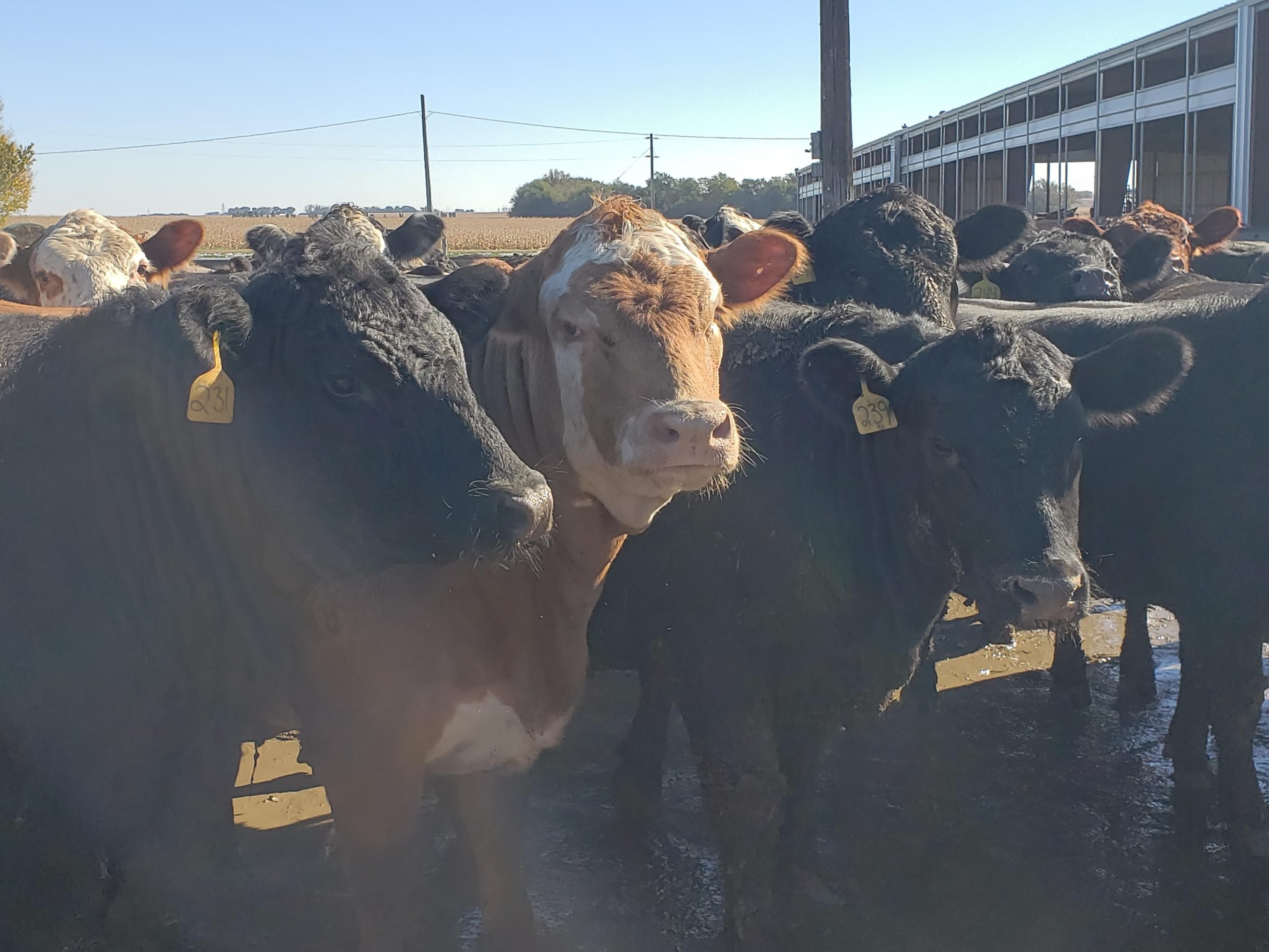 September 2020 Cattle Feeding Projections FormAFeed