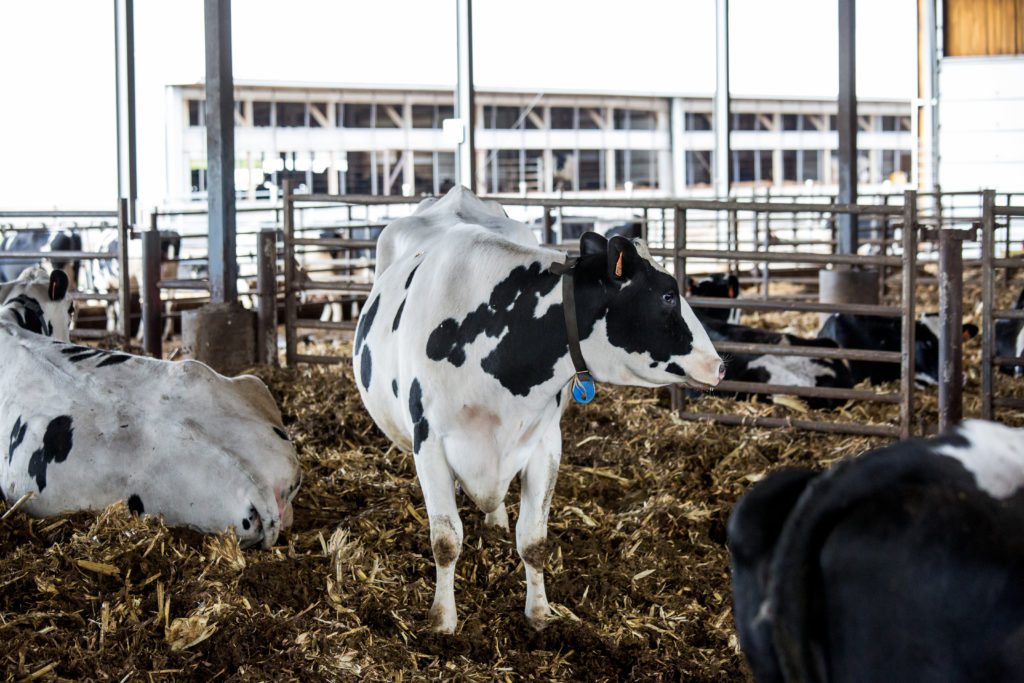 The Role of Calcium in Transition Cows FormAFeed