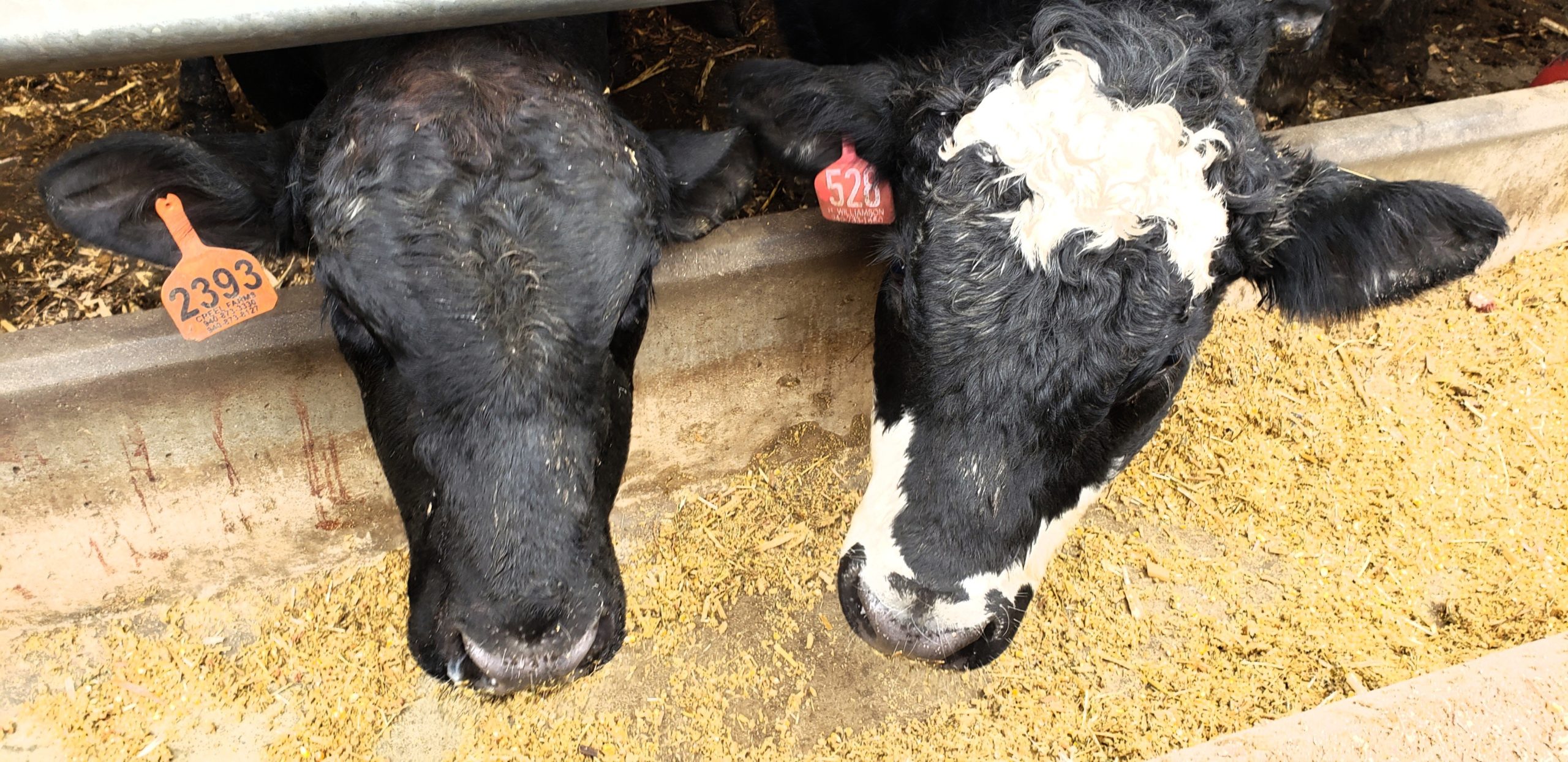 August 2022 Cattle Feeding Projections FormAFeed