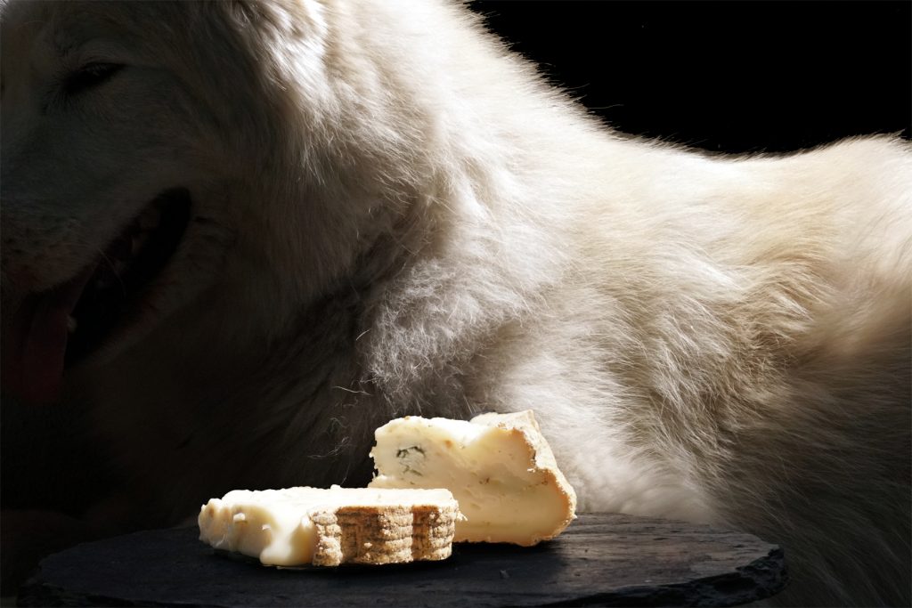 Can Dogs Have Goat Cheese