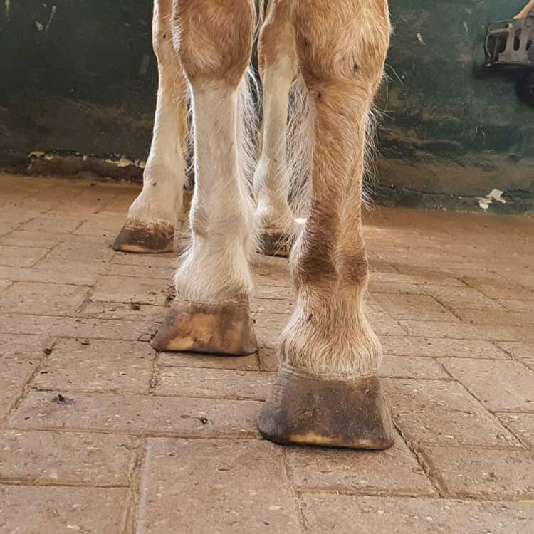 Offering Comfort to Horses with PPID with FormaHoof