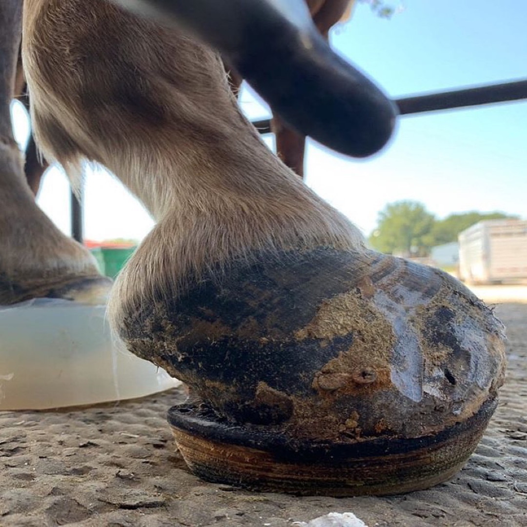 Laminitis Horse Recovery Comprehensive Guide & Tips