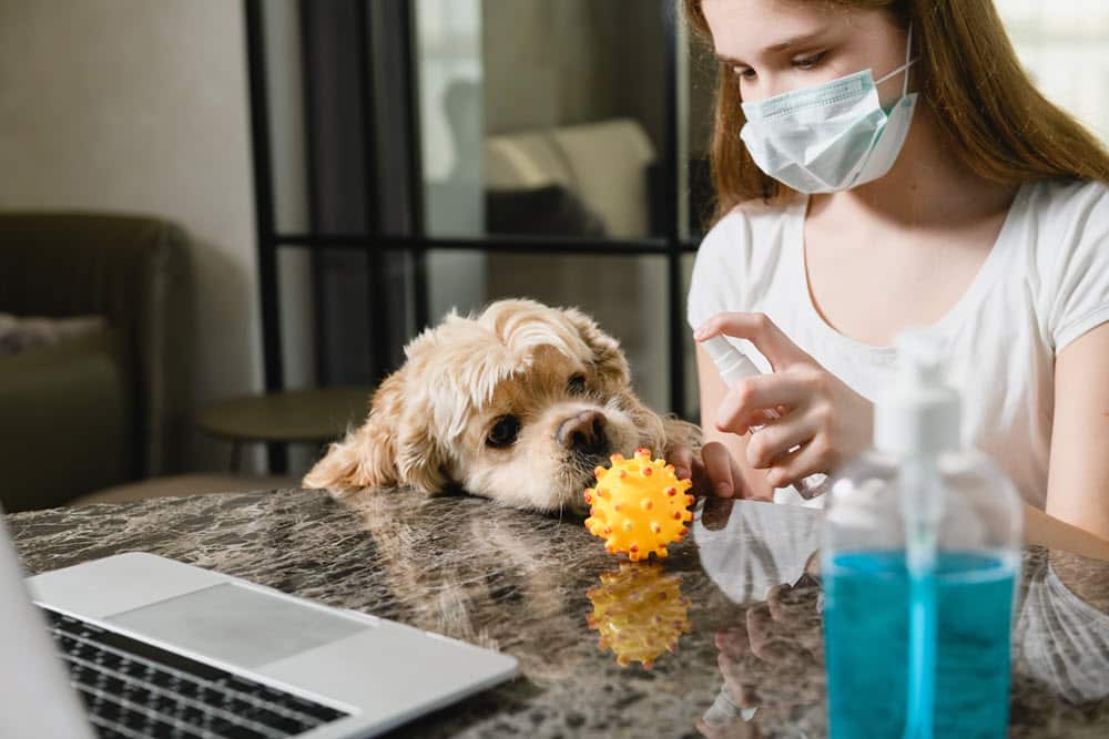 Protecting You and Your Pets from Covid Formaspace