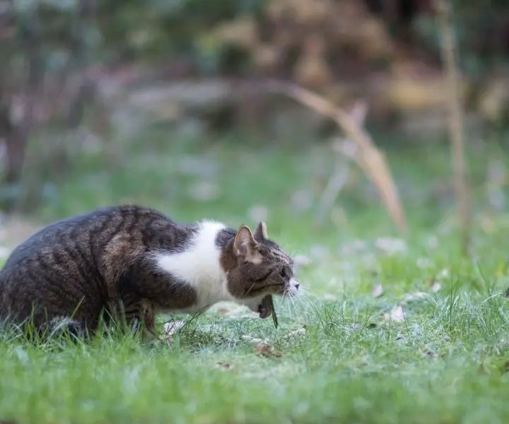 Why Is My Cat Throwing Up? Explaining WHY Cats Throw up Format space