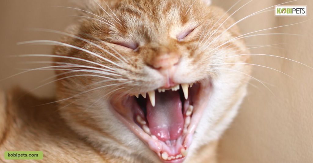 Is Your Cat In Heat? Here’s What You Need To Know Format space