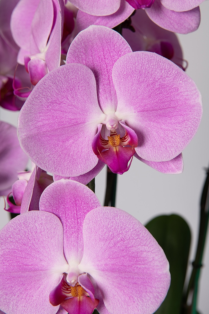 Pink Formosa Orchid Nursery