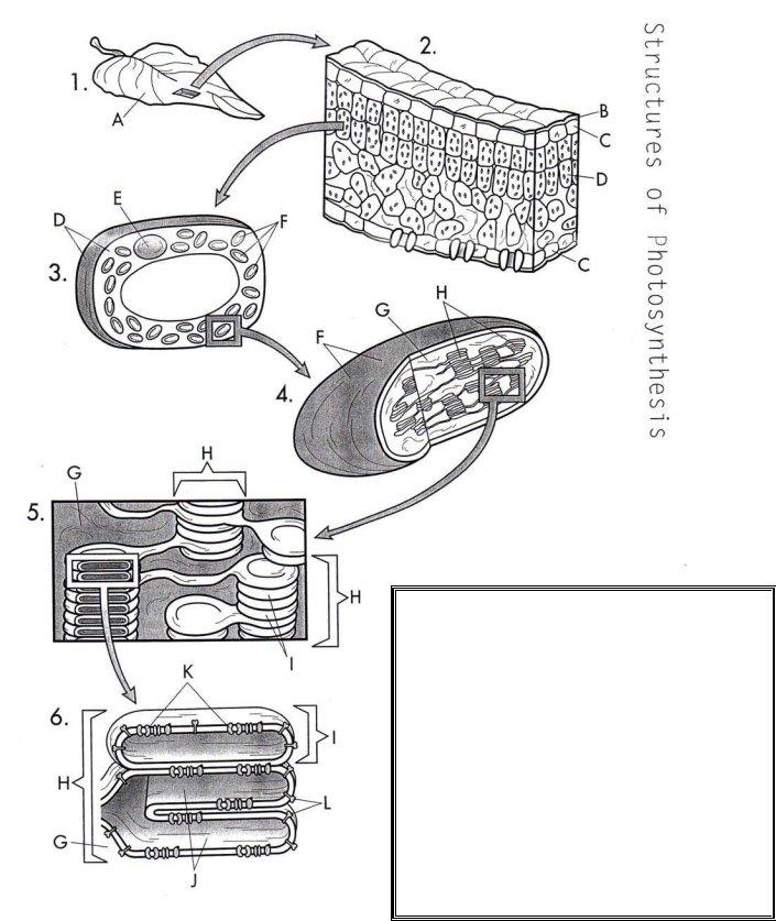 Photosynthesis Diagrams Worksheet PDF Form - FormsPal