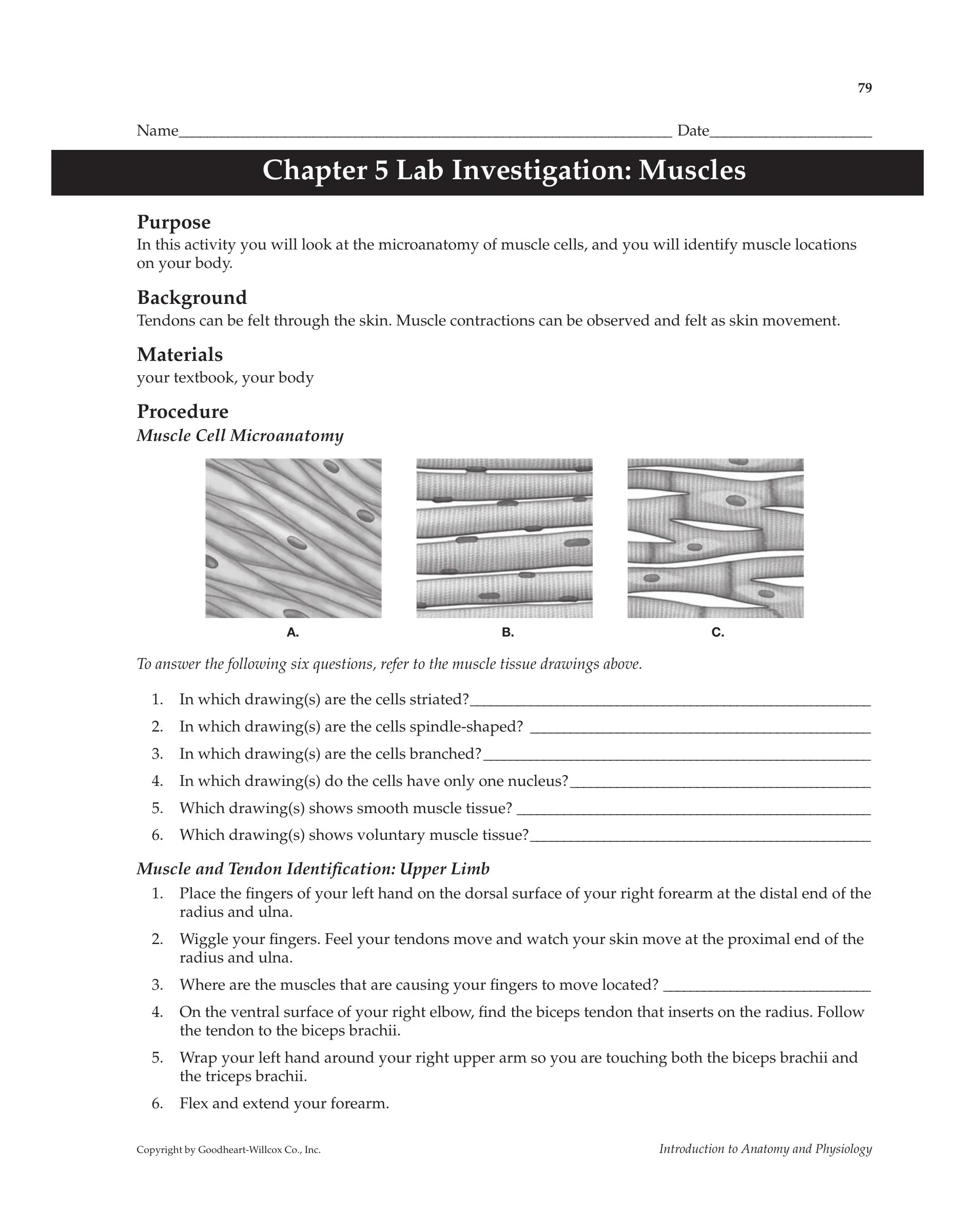 Chapter 5 Lab Investigation Muscles PDF Form FormsPal