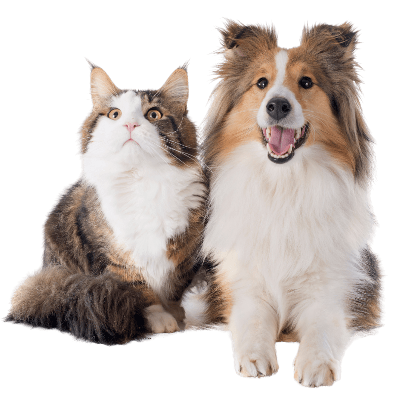 Best Veterinary Hospital In Falcon CO For Paws Veterinary Clinic