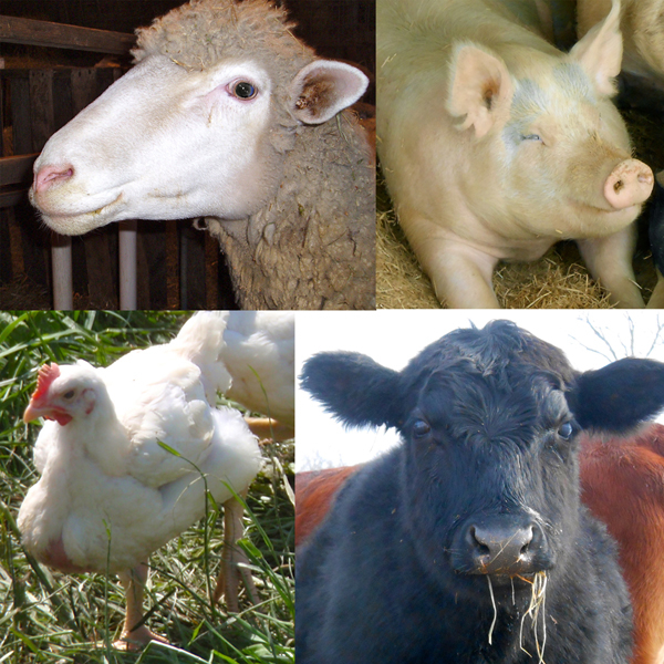 What s The Dumbest Farm Animal Forrest Pritchard