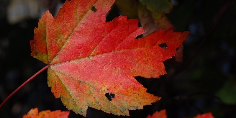 Autumn leaf
