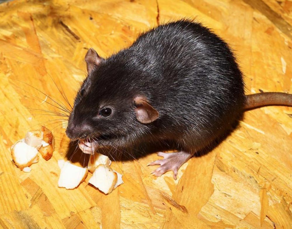 Rats in Forsyth Wildlife