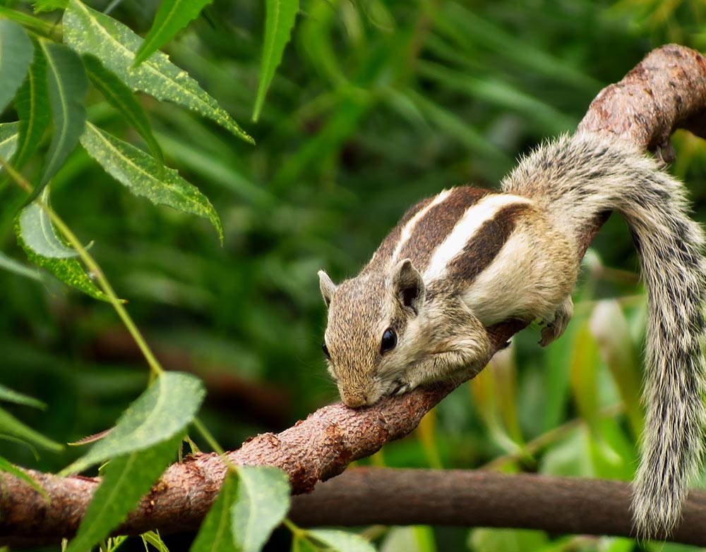 Squirrels Diseases, Preventions, and Cures Forsyth Wildlife