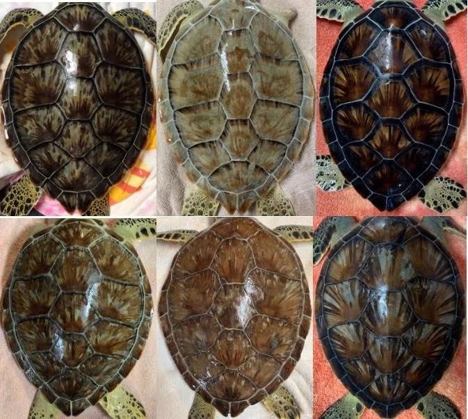 Sea Turtle shell comparison from Sea Turtle, Inc. Fort Bragg Library