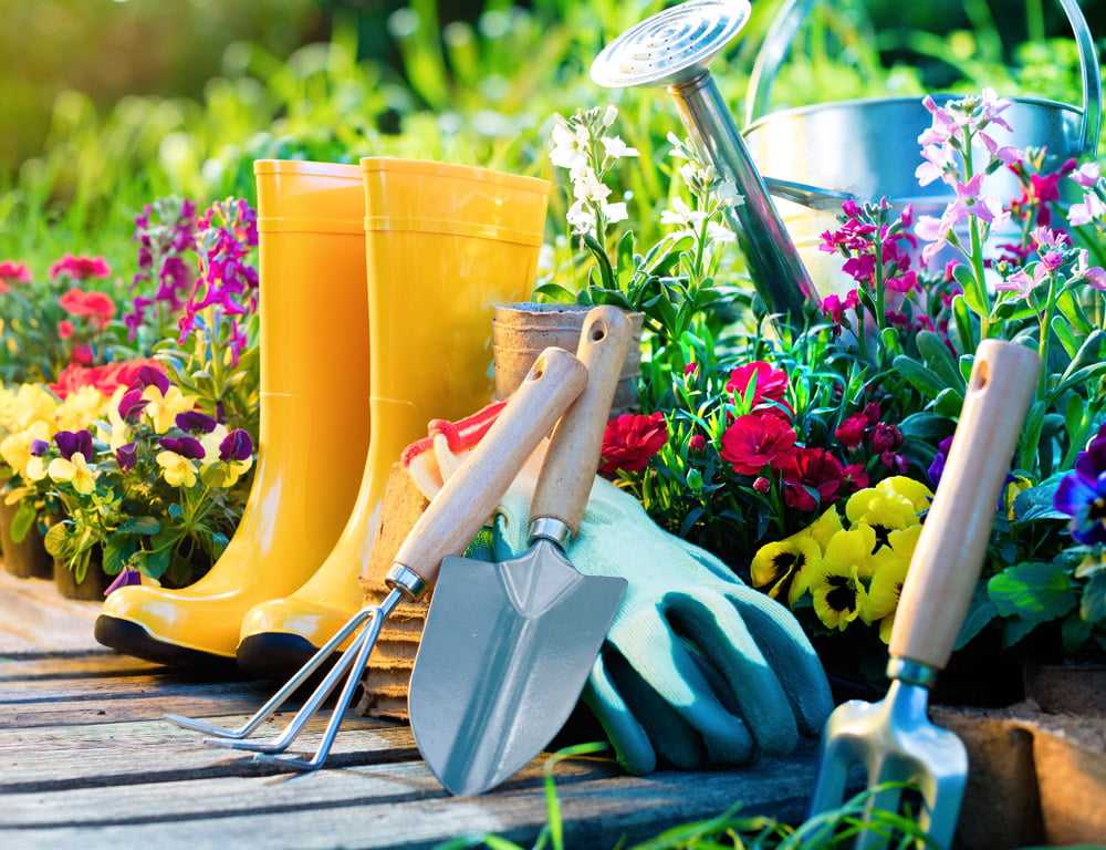 Great Plant Options for Early Spring Gardening Fort Collins Nursery