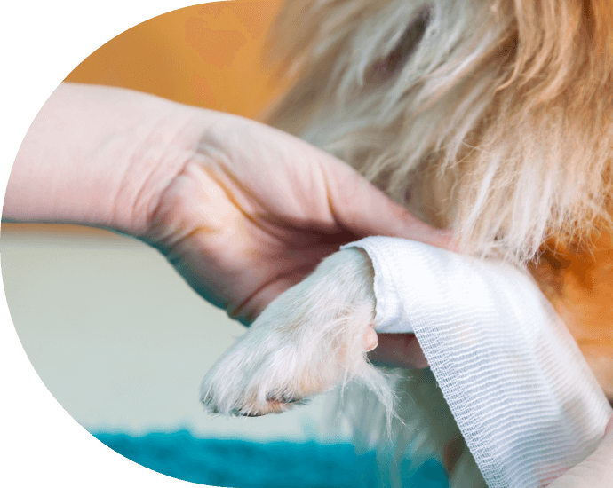 Emergency Services Fort Harrison Veterinarians