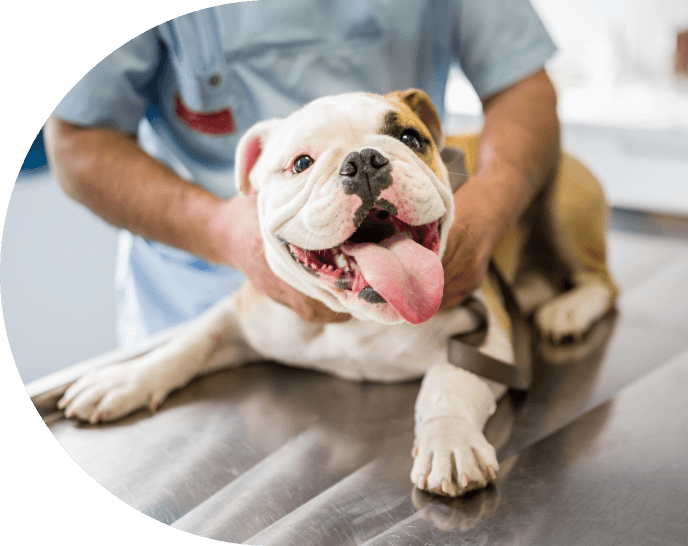 Pet Services Near Me 46216 Fort Harrison Veterinarians