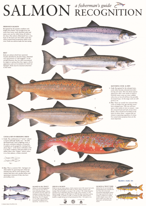 Salmon Identification ForthDSFB