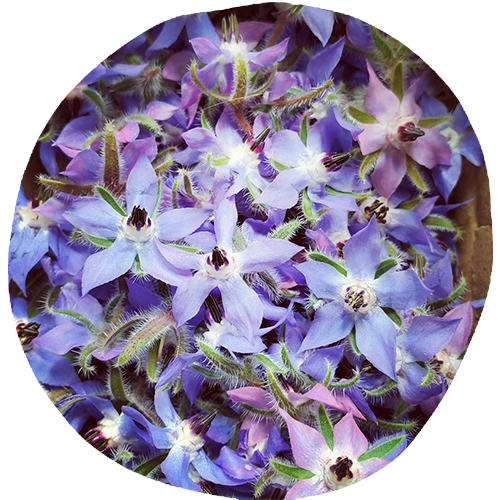 Herbalism Herbalism / Restorative ecology / Education